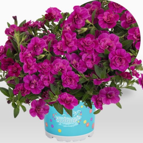 Calibrachoa 'Aloha Double Purple' - Puispetuunia 'Aloha Double Purple' ampel